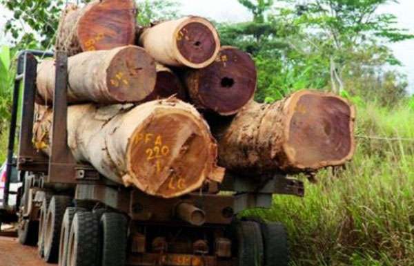 Casamance/Trafic de bois : Mgr Ndiaye en venn de dénonciation